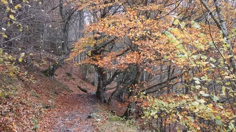 Autumn landscape Stock Footage 119178105