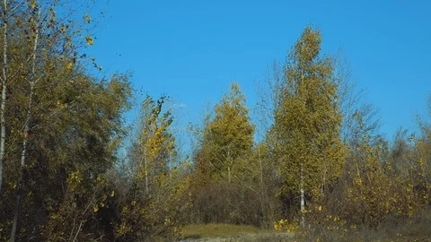 Autumn landscape Stock Footage 119580373