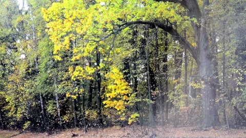 Autumn landscape Stock Footage 141881382