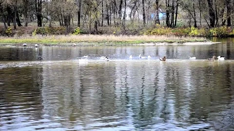 Autumn landscape Stock Footage 142298199