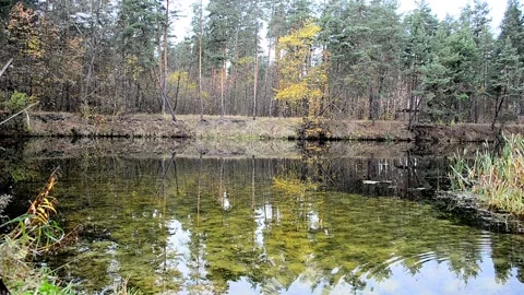 Autumn landscape 스톡 동영상 142298429