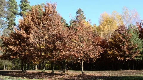 Autumn landscape Stock-Footage 142623042