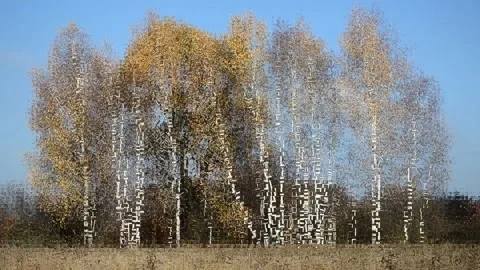 Autumn landscape Stock-Footage 142631164