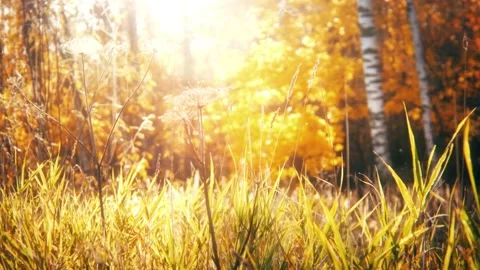 Autumn Landscape Stock Footage 164022485