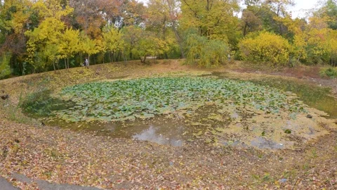 Autumn landscape Stock Footage 208429671