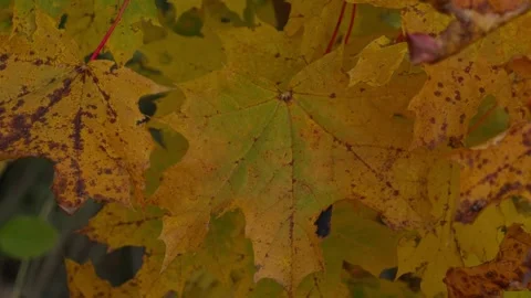 Autumn landscape Stock Footage 331126928