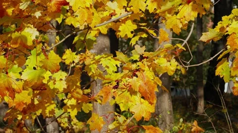 Autumn landscape Stock Footage 331126973