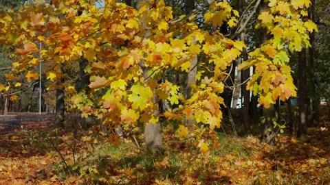 Autumn landscape Stock Footage 331127165