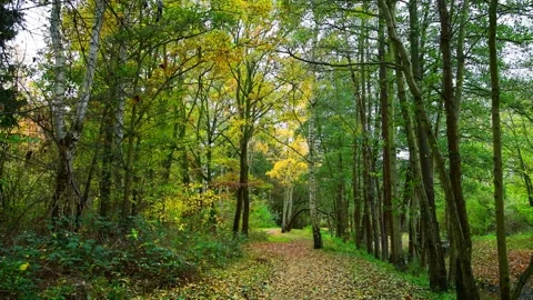 Autumn landscape. Stock Footage 340553812