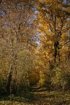 Autumn landscape with a footpath through the forest in the evening Stock Photos