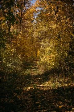 Autumn landscape with a footpath through the forest in the evening Stock Photos