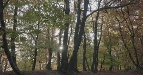 Autumn landscape, forest with big and old trees, carpet of dry leaves, the s Stock Footage 166316370