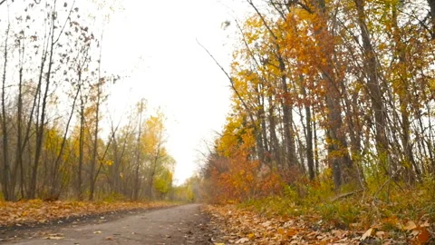 Autumn landscape in the forest. The camera moves to the left. Yellow leaves. HD Stock Footage 101066988