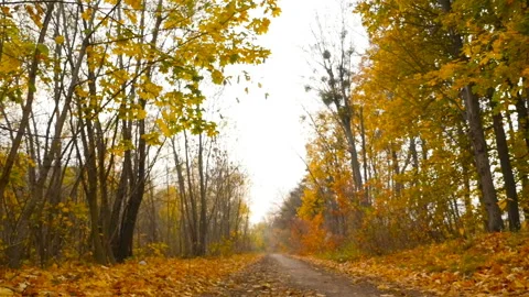 Autumn landscape in the forest. The camera moves to the right. Yellow leaves Stock Footage 101067348