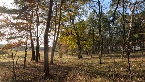 Autumn Landscape at the Forest Edge with Spreading Tree Stock Footage 317144019