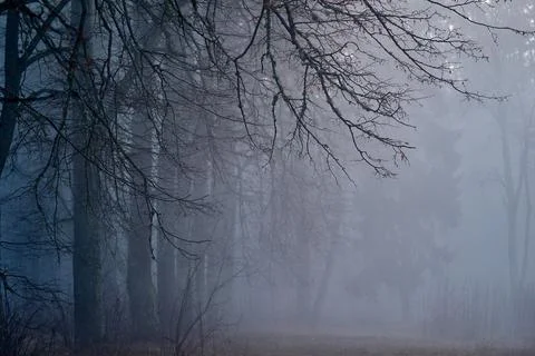 Autumn landscape of forest with fog Stock Photos