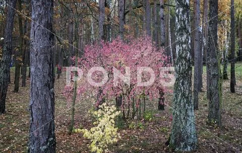 Autumn landscape in the forest with a shrub with red leaves. Stock Photos