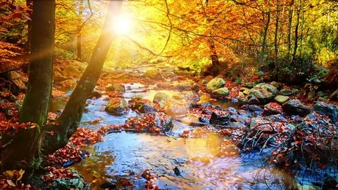 Autumn landscape with forest stream. Fall (autumn) nature background Stock Footage 70279844