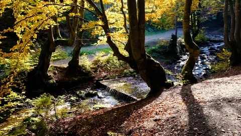 Autumn landscape with forest stream. Fall colors woodland nature background. Stock Footage 97354796