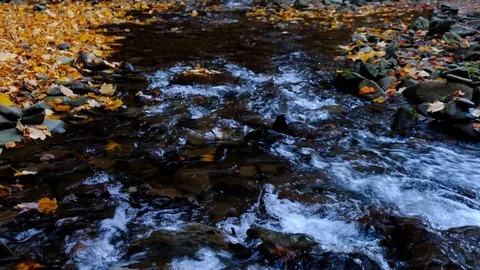 Autumn landscape with forest stream. Fall colors woodland nature background. Stock Footage 97355305