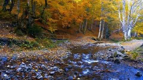 Autumn landscape with forest stream. Fall colors woodland nature background. Stock Footage 98694575