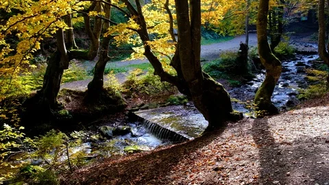 Autumn landscape with forest stream. Fall colors woodland nature background. Stock Footage 98694598