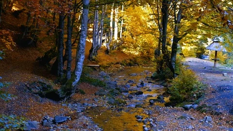 Autumn landscape with forest stream. Fall colors woodland nature background. Stock Footage 98694627