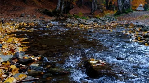 Autumn landscape with forest stream. Fall colors woodland nature background. Stock Footage 98694717