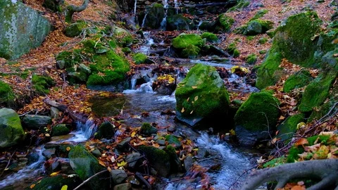 Autumn landscape with forest stream. Fall colors woodland nature background. Stock Footage 98694722