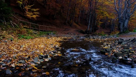 Autumn landscape with forest stream. Fall colors woodland nature background. Stock Footage 98694774