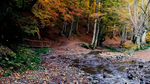 Autumn landscape with forest stream. Fall colors woodland river nature backgr Stock Footage 99453241