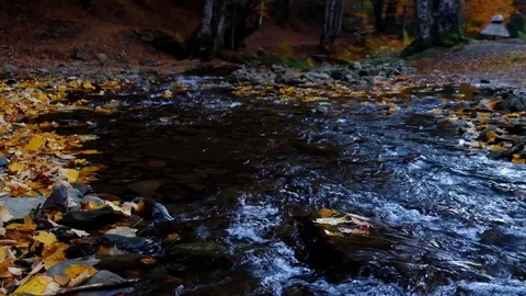 Autumn landscape with forest stream. Fall colors woodland nature background. Stock Footage 99453274