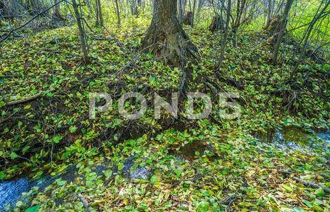 Autumn landscape with forest stream, trees and leaves Stock Photos