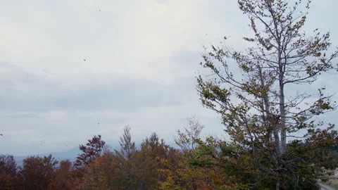 Autumn Landscape Highlighting a Tall Tree Shedding its Vibrant Leaves Stock Footage 254037856