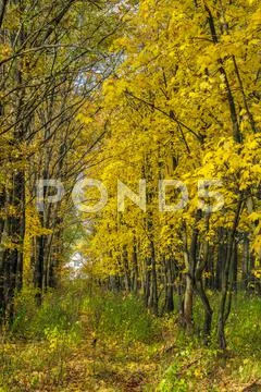 Autumn landscape with maple forest and fallen leaves Stock Photos
