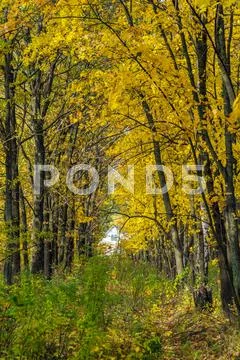 Autumn landscape with maple forest and fallen leaves Stock Photos