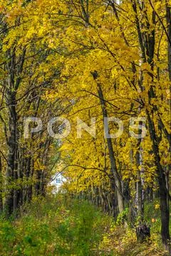 Autumn landscape with maple forest and fallen leaves Stock Photos