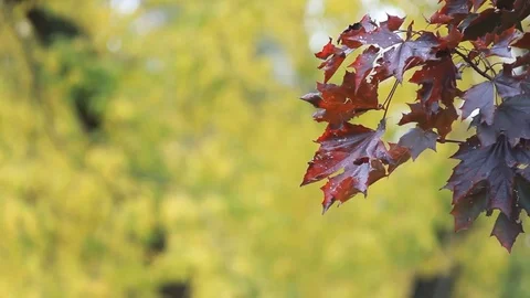 Autumn landscape - maple in the forest. Video stock 81319192