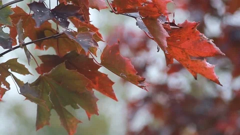 Autumn landscape - maple in the forest. Video stock 81628693