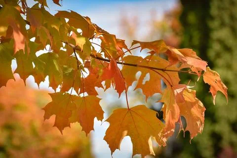 Autumn landscape with a maple leaf falling from a tree in a garden Stock Photos