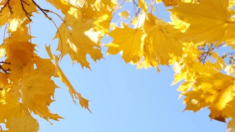 Autumn landscape with maple leaves. Stock Footage 166896244