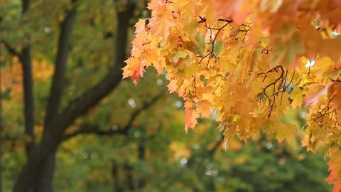Autumn landscape - maple in the rain Stock Footage 80867029