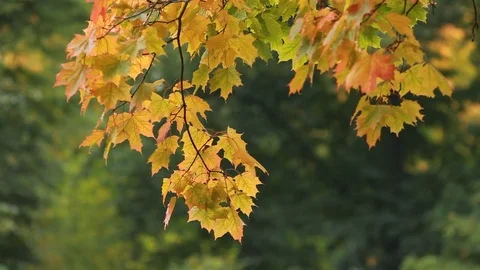 Autumn landscape - maple in the rain. Stock Footage 80868264