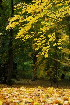 An autumn landscape with maple trees whose leaves have turned yellow Stock Photos
