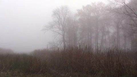 Autumn landscape, misty marsh, bare trees Stock Footage 127390851