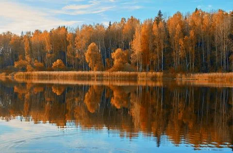 Autumn landscape. The mixed forest is reflected in the water of the lake. Stock Photos