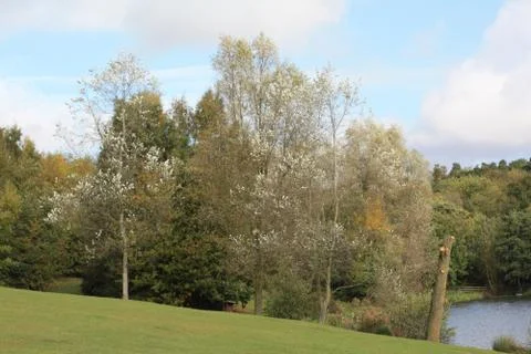 Autumn landscape Stock Photos