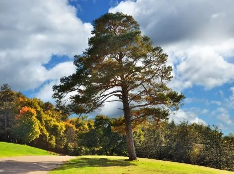 Autumn landscape Stock Photos