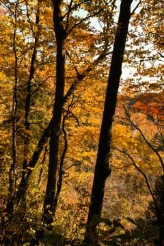 Autumn Landscape Stock Photos