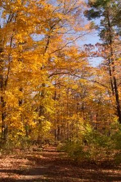 Autumn Landscape Stock Photos
